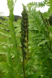 Osmunda regalis: mature frond showing fertile pinnae with immature, green sporangia.
 Image: L.R. Perrie © Te Papa 2012 CC BY-NC 3.0 NZ